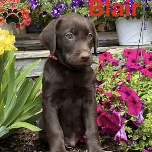 Blair, Chocolate Labrador Retriever Puppy